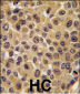 CDC25B Antibody (Center)