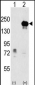 EHMT1 Antibody (Center)