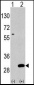 UBTD1 Antibody (C-term G195)