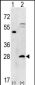 PSMA5 Antibody (N-term)