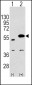 SPRED1 Antibody (C-term)