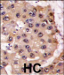 PSMA5 Antibody (Center)