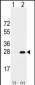 PSMA5 Antibody (Center)