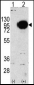 PYGM Antibody (C-term)