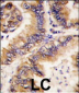 TRAPPC4 Antibody (N-term)