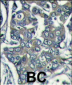 EIF4E2 Antibody (N-term)