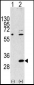 EIF4E2 Antibody (N-term)