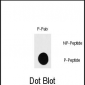 Phospho-RPS6KB1(S418) Antibody