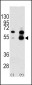 VEGF1 Antibody (N-term)