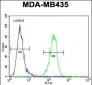 AKT1 Antibody (N-term)