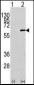 AKT1 Antibody (N-term)