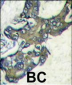 MAPK1 Antibody (C-term)