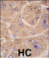 FUCA2 Antibody (N-term)