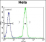 B-RAF Antibody (Center)