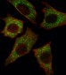 AP7810c-B-RAF-Antibody-Center