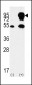 B-RAF Antibody (Center)