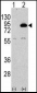 PIK3R2 Antibody (N-term)