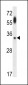 APG5 Antibody