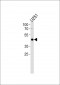 AP2 alpha Antibody (N-term)