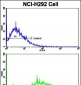 CCNE1 Antibody (C-term)