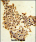 CCNE1 Antibody (C-term)