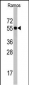 Cdc6 Antibody (N-term)