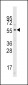 Cdc25A Antibody (N-term)