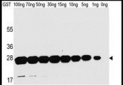 GST Antibody