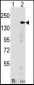 EHMT1 Antibody (N-term)