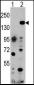 EHMT1 Antibody (C-term)