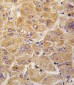 ALDH1A1 Antibody (Center)