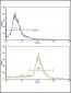 ALDH6A1 Antibody (N-term)