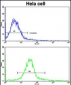 ERAS Antibody (N-term)