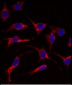 ERAS Antibody (N-term)