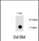 Phospho-RAF1(S296) Antibody