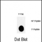 Phospho-JUN(T243) Antibody