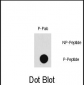 Phospho-MAP3K7(T187) Antibody