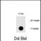 Phospho-MEF2C(T20) Antibody