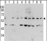 Phospho-MYC(T58) Antibody