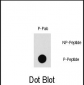 Phospho-PAK1(T212) Antibody