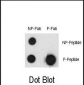 Phospho-CHUK(T23) Antibody