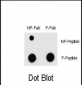 Phospho-MEF2C(T300) Antibody