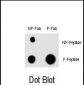 Phospho-EGFR(Y998) Antibody