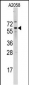 Cdc25B Antibody (N-term) (A166)