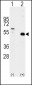 TRAF2 Antibody (C-term)