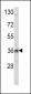 ARH (LDLRAP1) Antibody (N-term)