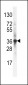 ARH (LDLRAP1) Antibody (C-term)