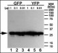 GFP Tag Antibody (Ascites)