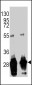 GFP Tag Antibody (Ascites)