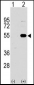 SPRED1 Antibody (N-term)